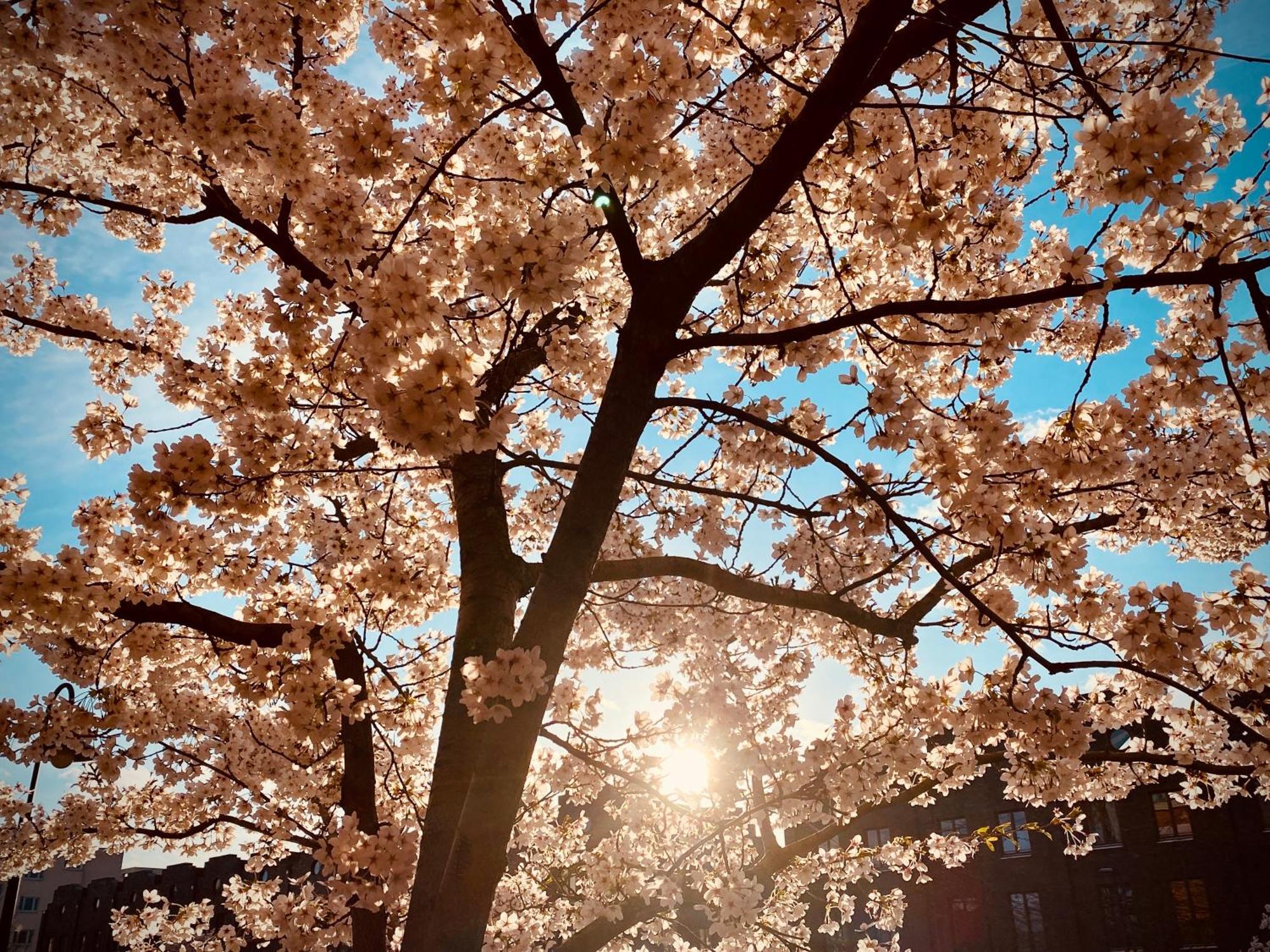 Schoene Aussichten Mitten In Berlin - Il Sole Ngoại thất bức ảnh